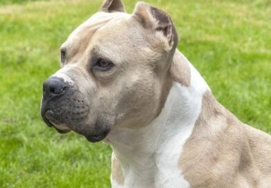 Governo publica decreto que restringe criação e circulação de pitbulls