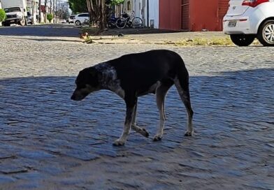 Abandono: superpopulação de cães e gatos de rua acende alerta para riscos à saúde humana e animal