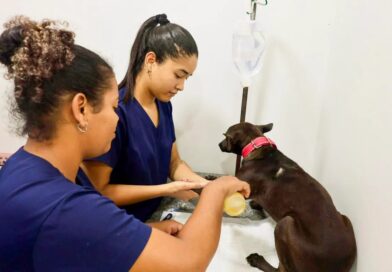 Bahia inicia programa inédito de castração de cães com foco em bem-estar animal e proteção dos rebanhos Bahia inicia programa inédito de castração de cães com foco em bem-estar animal e proteção dos rebanhos