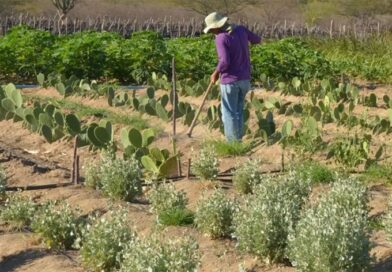 CEP Rural: CCJ aprova projeto que cria código de georreferenciamento para propriedades rurais