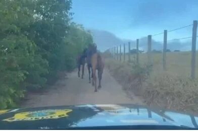 PRF retira animais soltos na BR-101 na Bahia